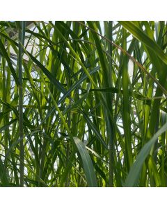 Miscanthus 'Giganteus'