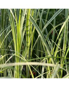 Miscanthus 'Variegatus' 1G