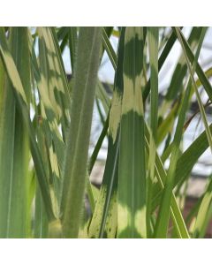 Miscanthus 'Zebrinus' 1G