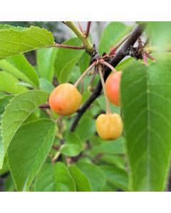 Montmorency Sour Cherry