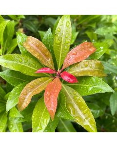 Mountain Fire Japanese Pieris