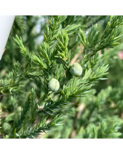 Mountbatten Juniper