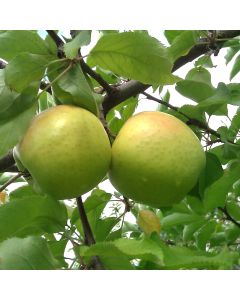 Mutsu Apple Tree