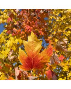 Native Red Maple