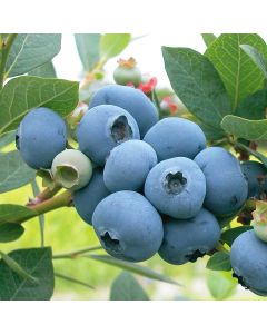 North Country Blueberry