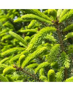 North Pole White Spruce