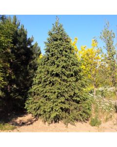 Norway Spruce