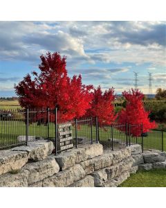 October Glory Maple