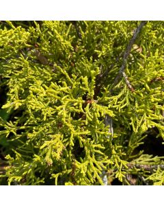 Old Gold Juniper