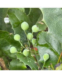 Oregon Grape Holly