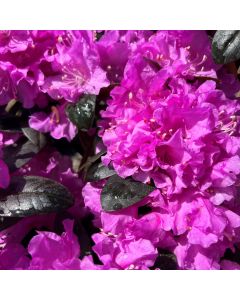 P.J.M. Regal Rhododendron 