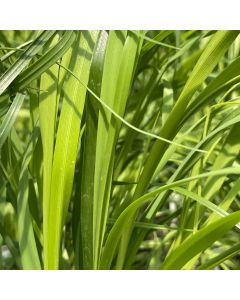 Pink Pampas Grass 1G