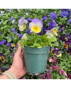 4" Pansy/ Viola