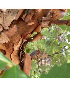 Paperbark Maple