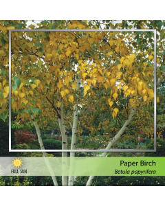 Paper Birch