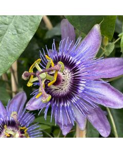 11" HB Passion Flower