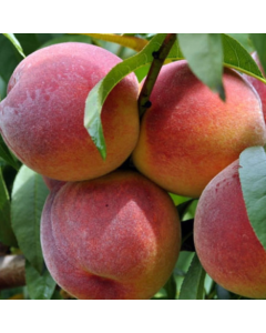 Redhaven Peach Tree