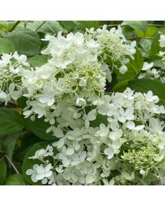 Peegee Hydrangea