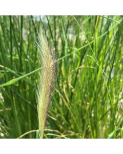 Pennisetum 'Alopecuroides' 1G