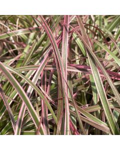 Fountain Grass 'Cherry Sparkler' 1G