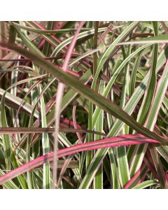 Fountain Grass 'Fireworks' 1G