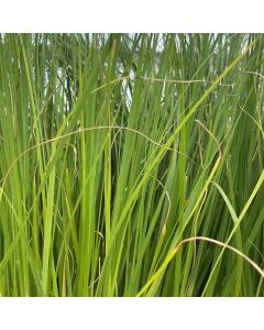 Pennisetum 'Hameln' 1G