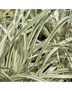 Fountain Grass 'Sky Rocket' 1G