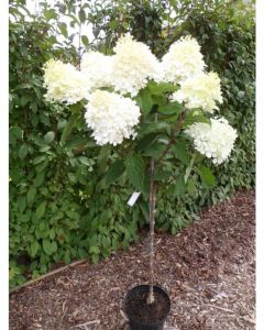 Phantom Hydrangea Standard