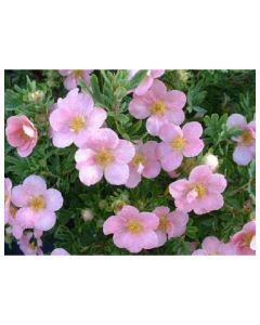 Pink Beauty Potentilla