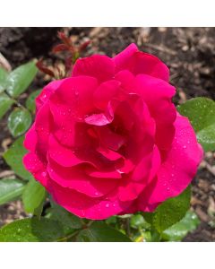 Pink Peace Hybrid Tea Rose