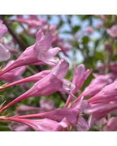 Pink Princess Weigela Std