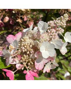 Pinky Winky Hydrangea Std