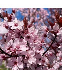 Flowering Plum Pissardi