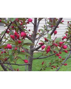 Prairie Fire Crabapple