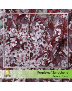 Purpleleaf Sandcherry