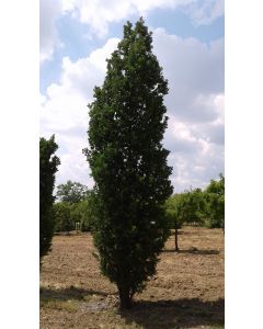 Pyramidal English Oak