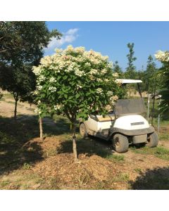 Quick Fire Hydrangea Std