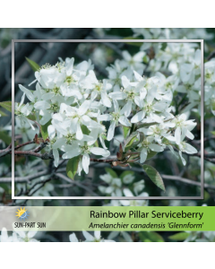 Rainbow Pillar Serviceberry Clump