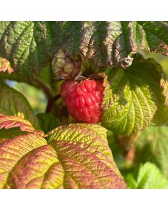 Souris Raspberry