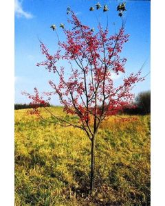 Red Jewel Crabapple