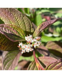 Red Osier Dogwood