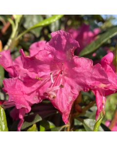 Landmark Rhododendron