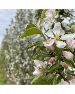 Rinki Crabapple