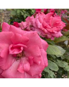 Electron Hybrid Tea Rose