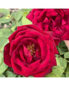 Erotica Hybrid Tea Rose