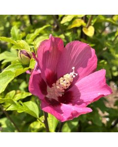 Rose of Sharon 'Aphrodite' Std