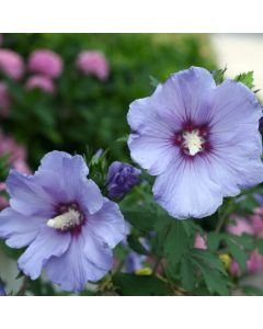 Rose of Sharon 'Azurri Blue' Std