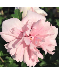 Rose of Sharon 'Blush Bride'