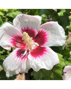 Rose of Sharon 'Helene'