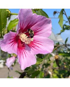 Rose of Sharon 'Orchid Satin'